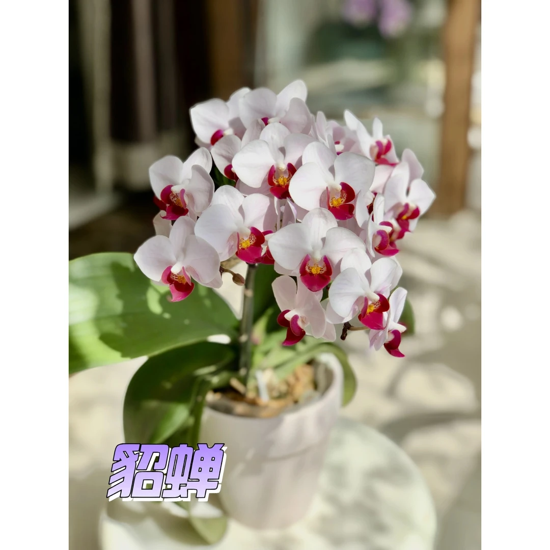 粉红色蝴蝶兰花苗貂蝉第一名带花苞四季好养客厅店面酒店室内花卉