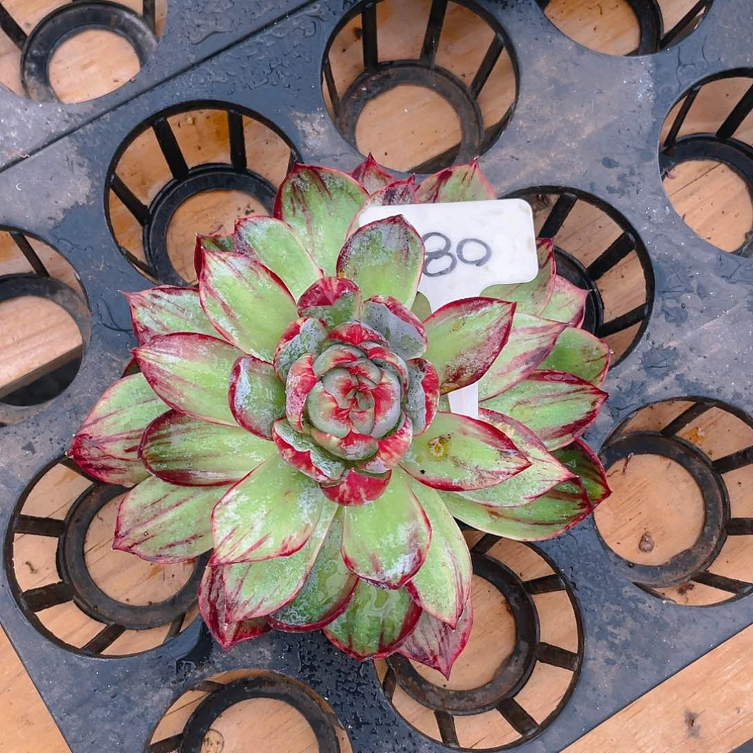 ?**?80号惊鸿仙子一物一拍16cm