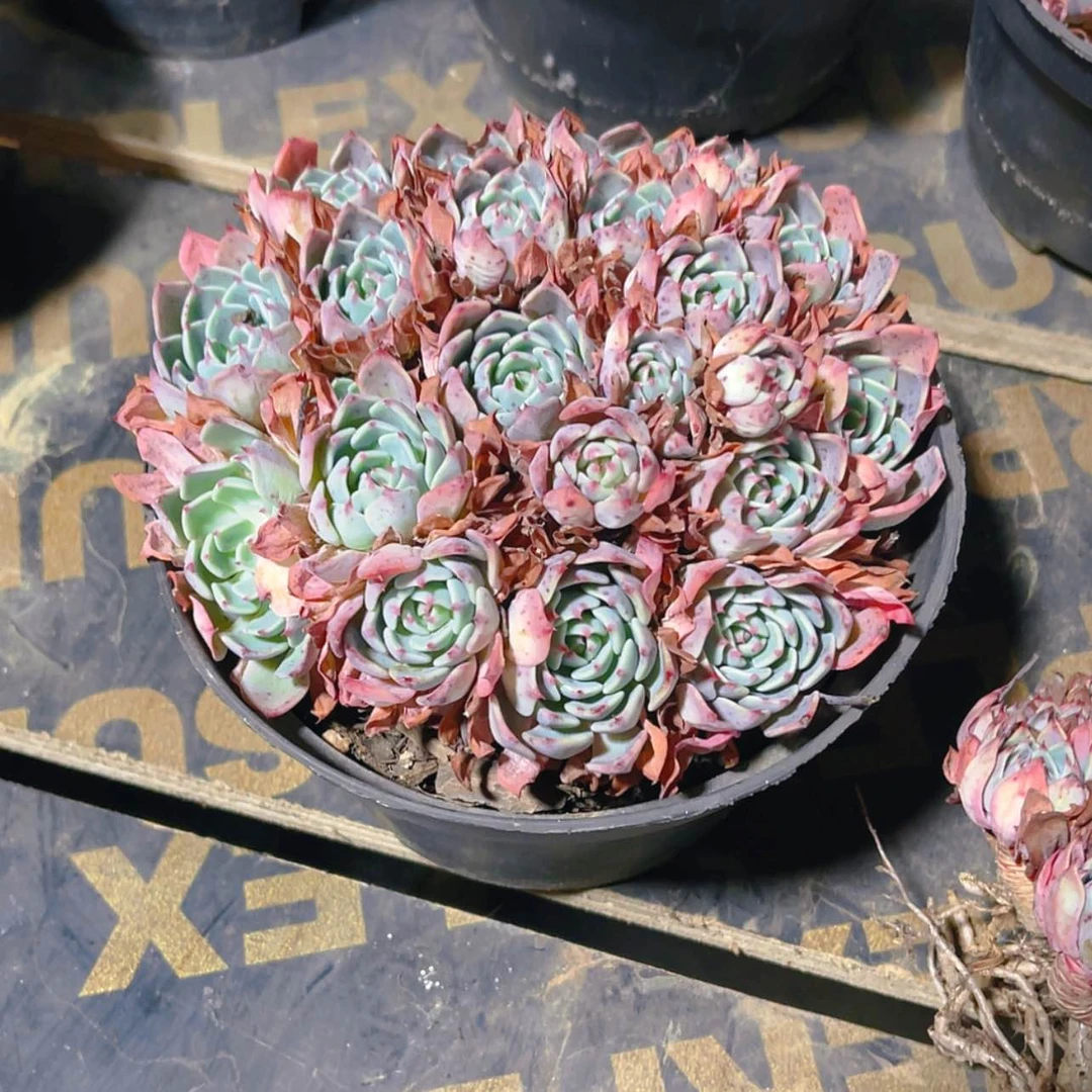 【闪购商品】娜娜小沟9.9
