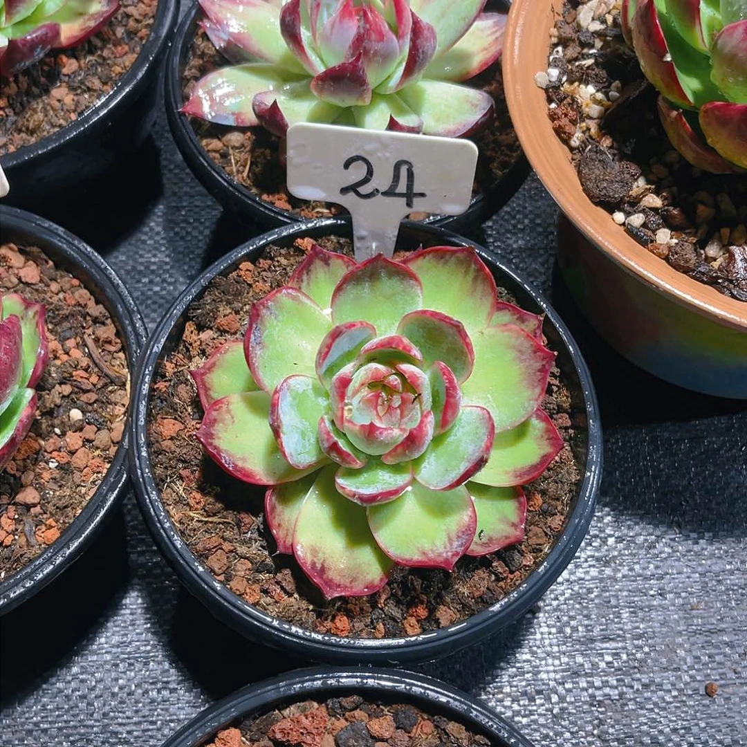 এ****24号惊鸿仙子一物一拍11cm左右