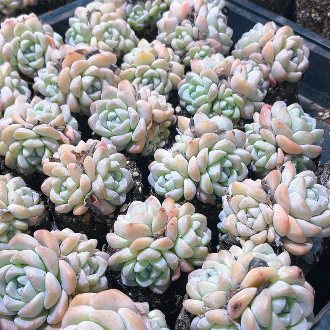 【闪购商品】冰玉4头10颗39.9