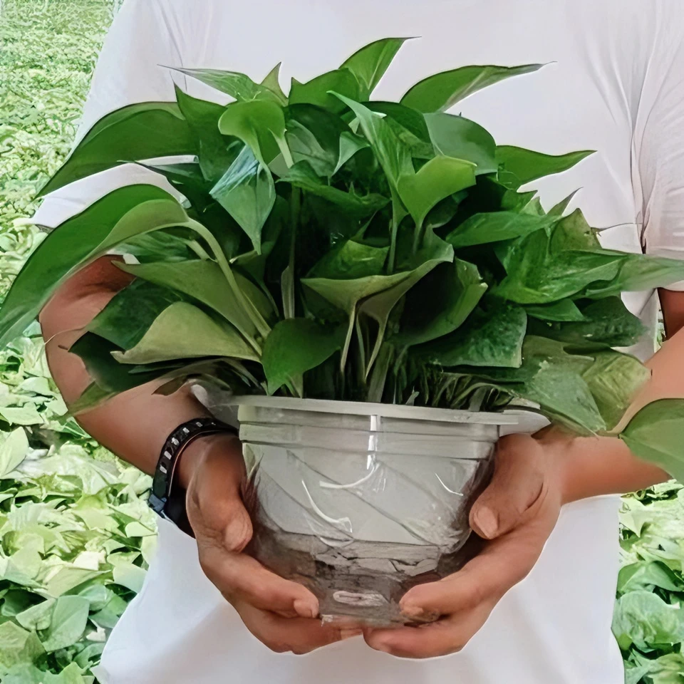 绿萝净化空气吸甲醛适合办公室养护