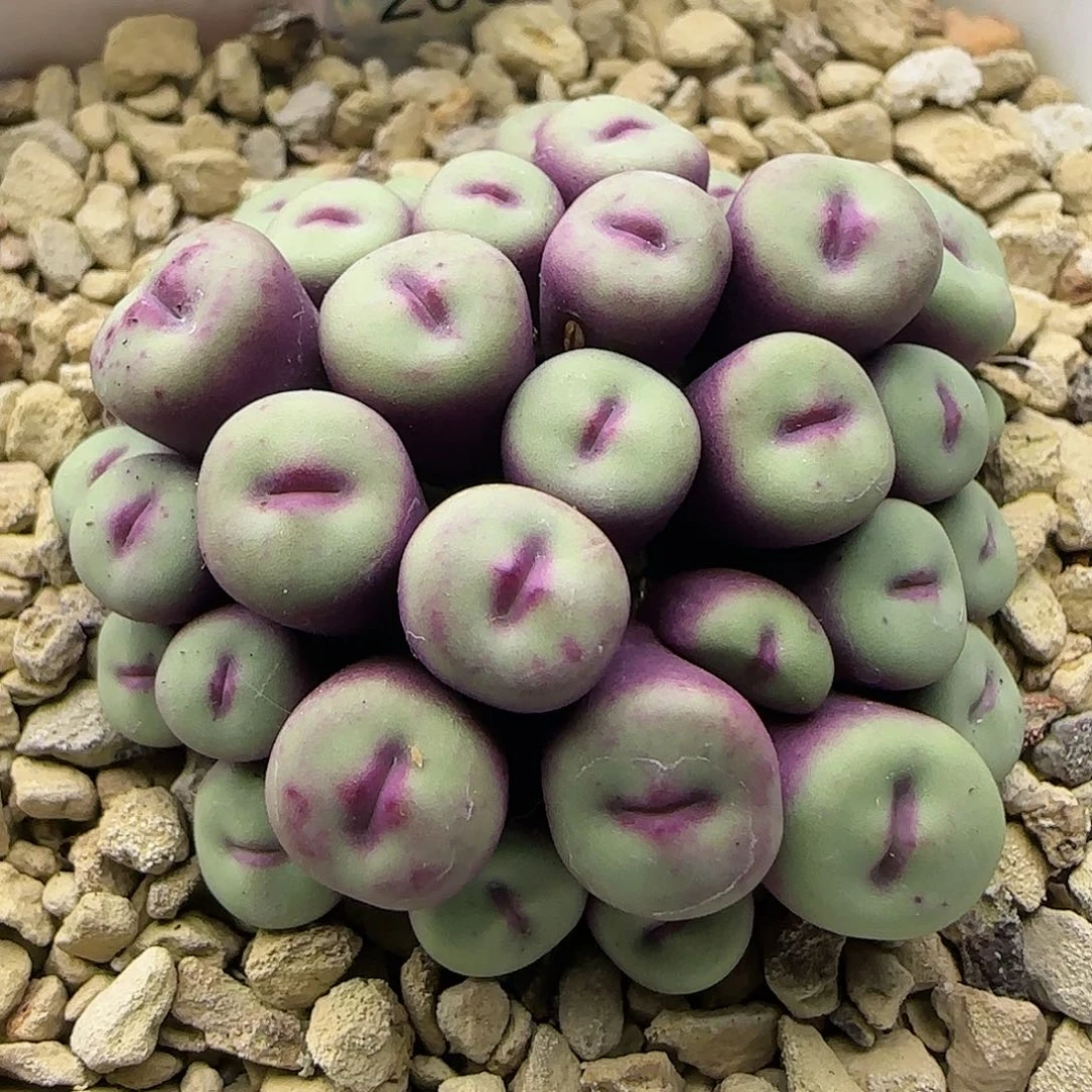 小红嘴手捧花一物一拍200