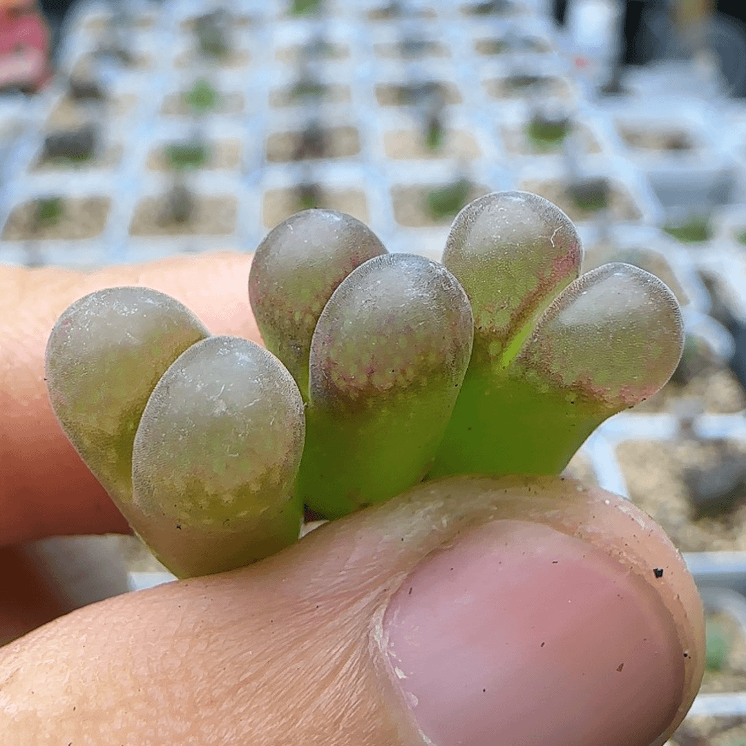 红网格风铃一物一拍075