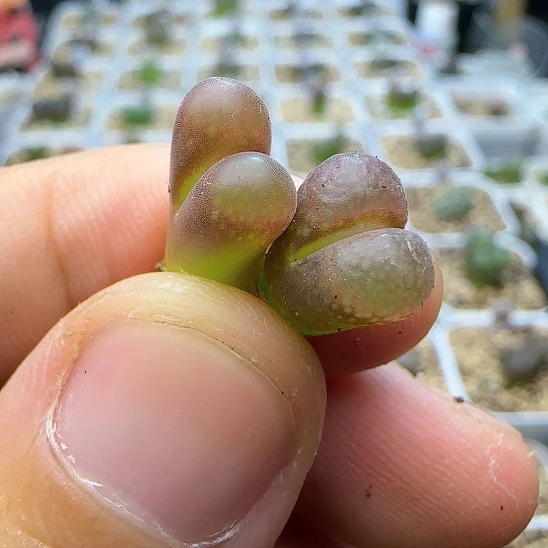 红网格风铃一物一拍078