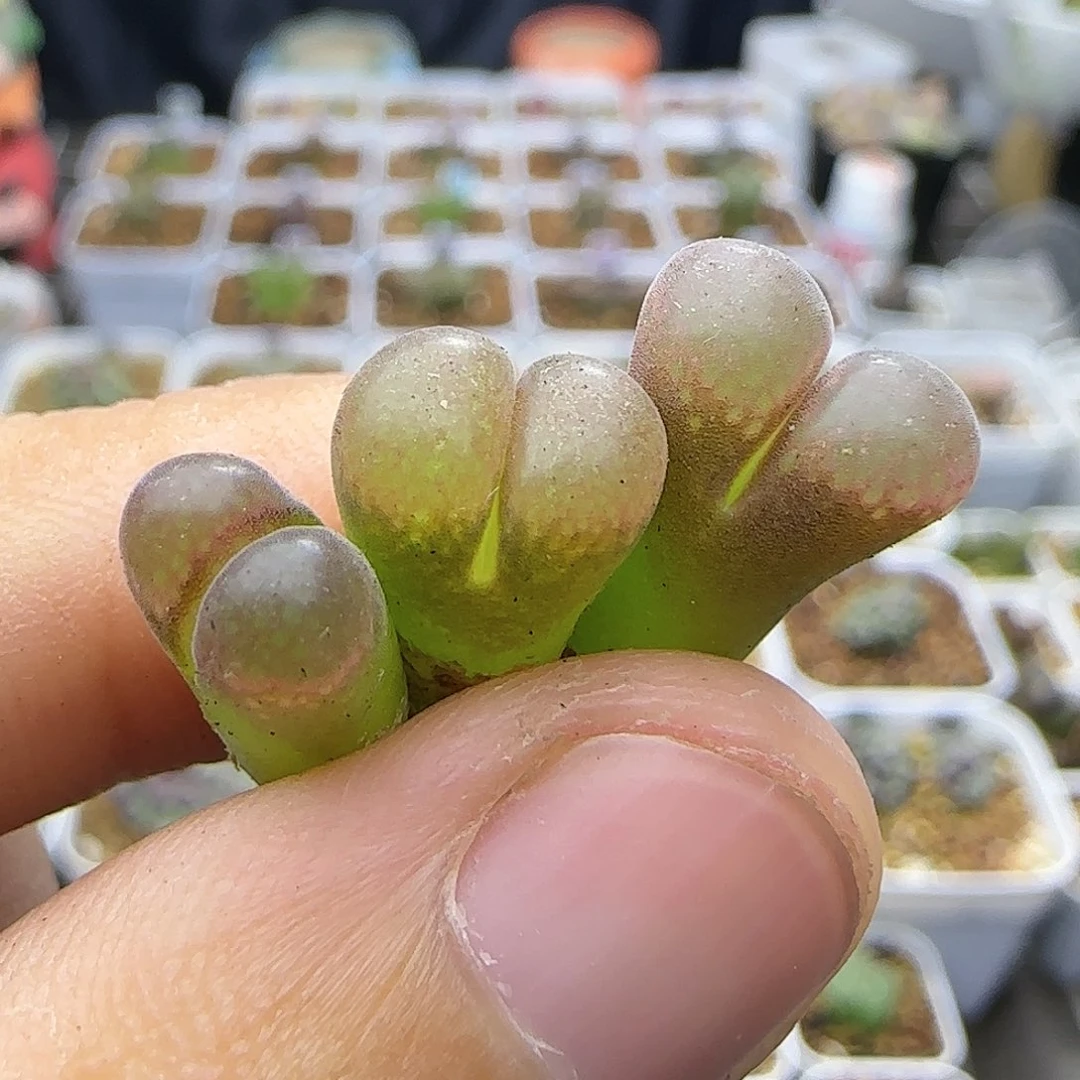 cm10大型红风铃一物一拍102