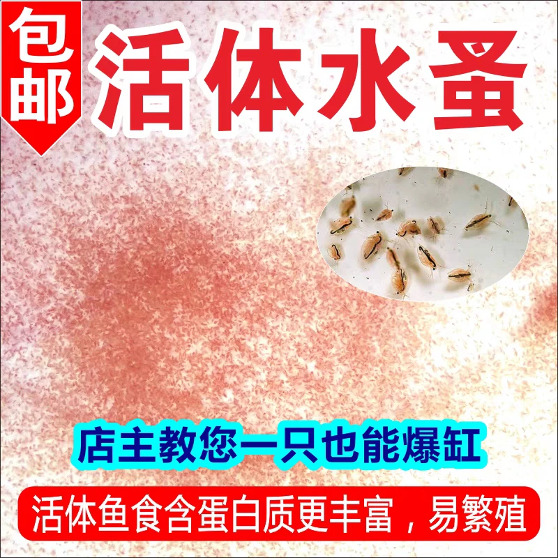 大小混发红色水蚤活体观赏鱼饲料虫子鱼苗幼苗开口活食蚤种可繁殖