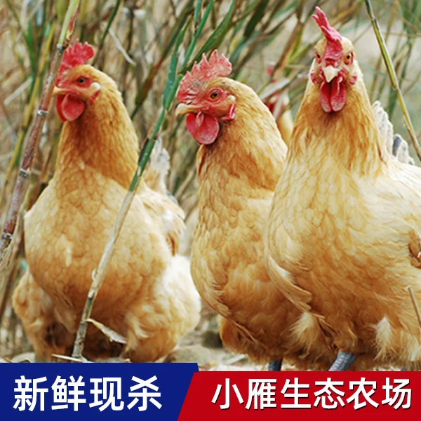 【小雁家庭农场】散养老母鸡2.2-2.6斤现杀新鲜整只笨鸡走地鸡母鸡