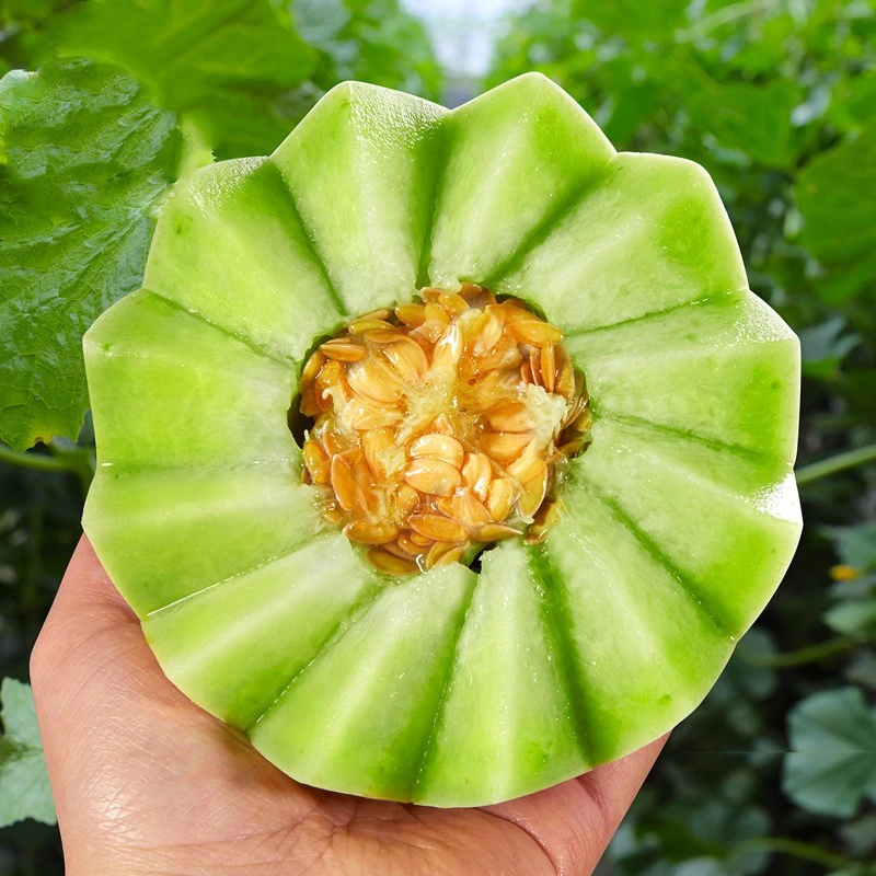果园直发海南玉菇甜瓜 应季新鲜水果甘甜甜蜜香甜头茬冰激凌甜瓜