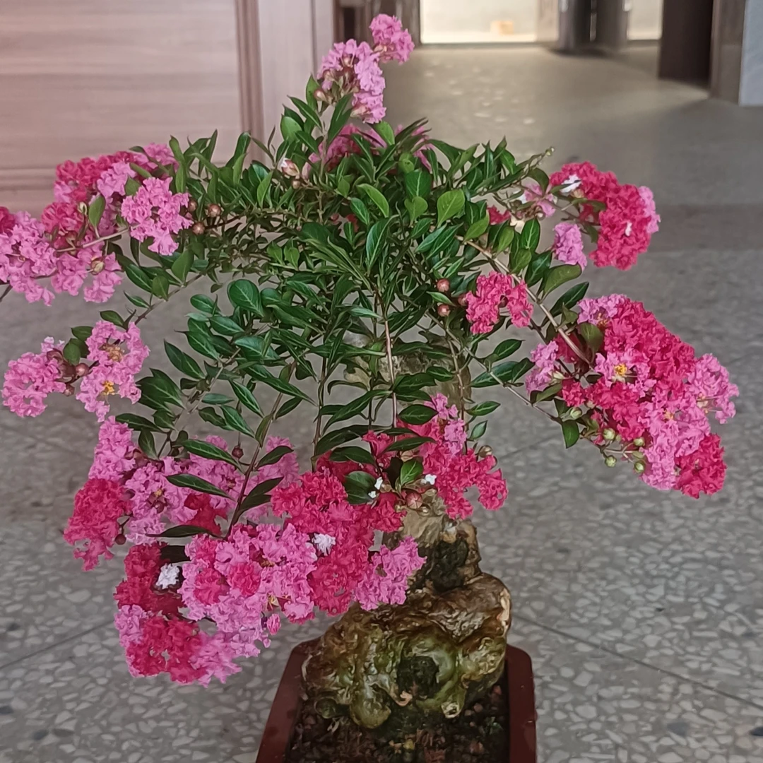 红花紫薇，绿植盆景，洗阳洗水