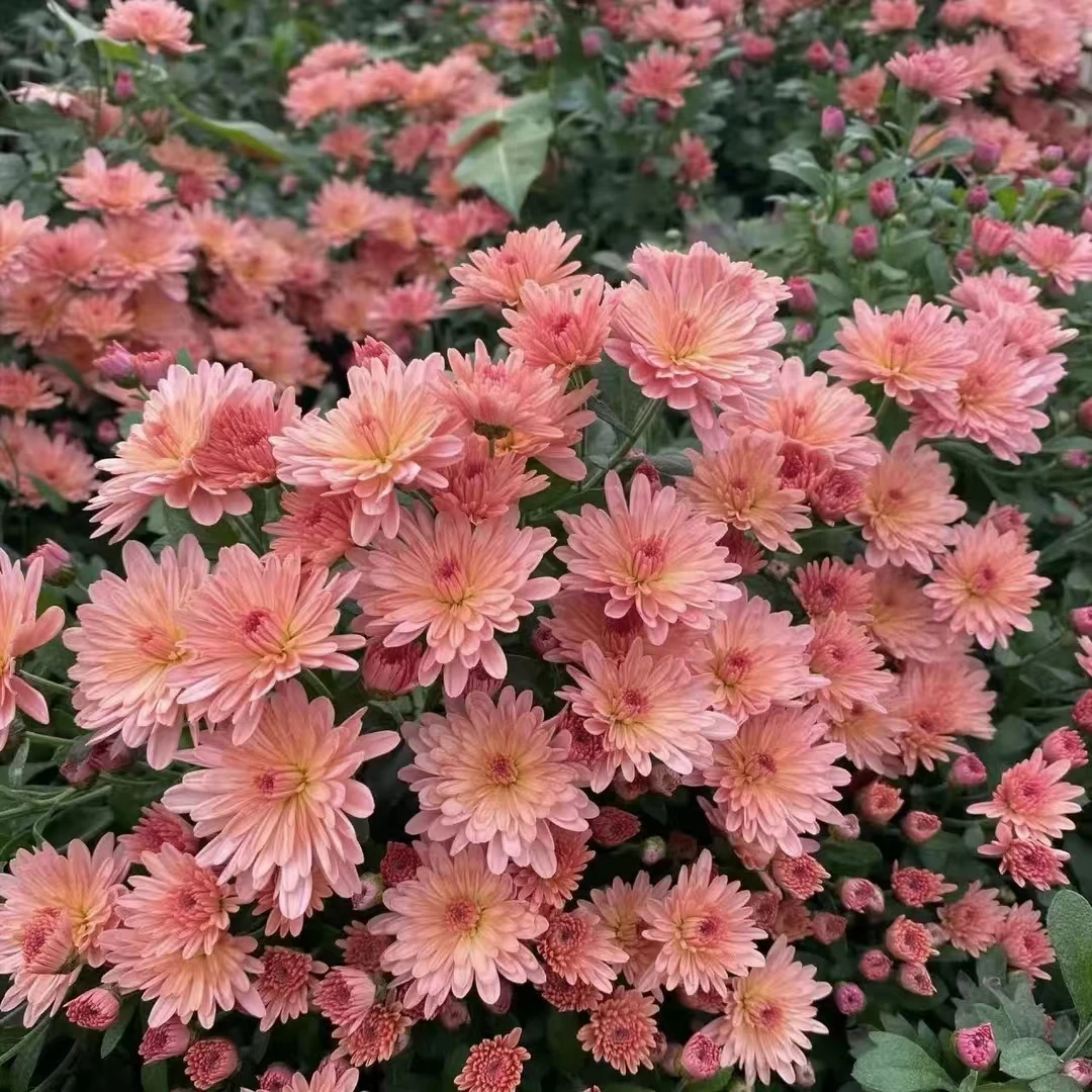 香槟色球菊盆栽 花阳台庭院新手易养护