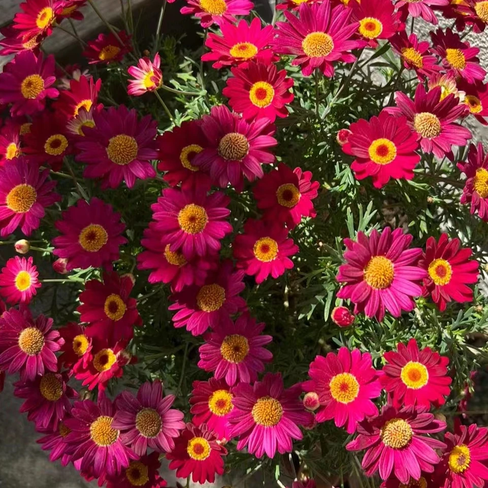 正红塘里玛格丽特菊花庭院种植带花带花苞发货盆栽