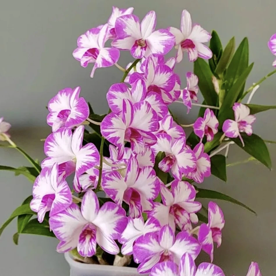 秋石斛兰【泼墨】盆栽花卉花期长易爆花发货室内阳台美观易养护