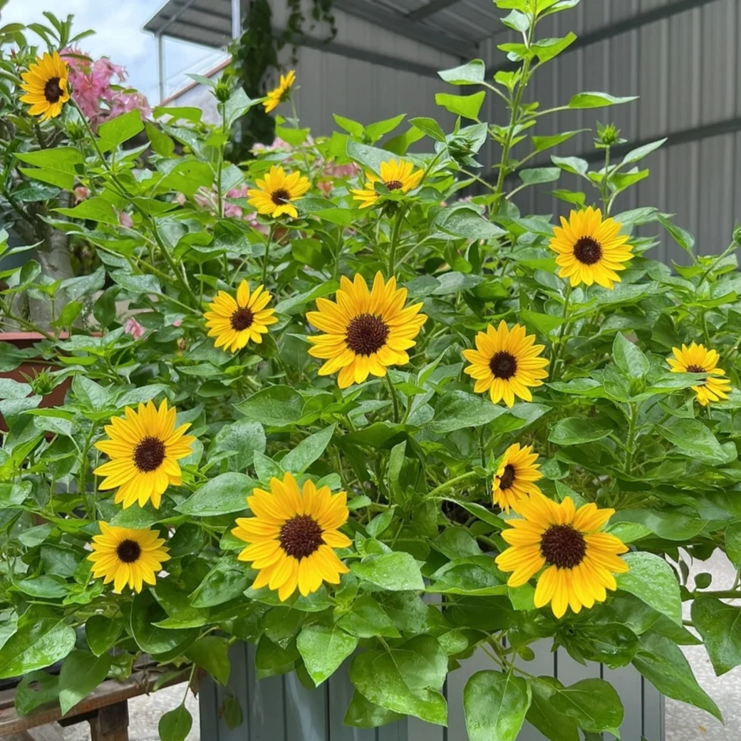 光辉岁月向日葵花苗盆栽 多年生阳台庭院喜水喜阳