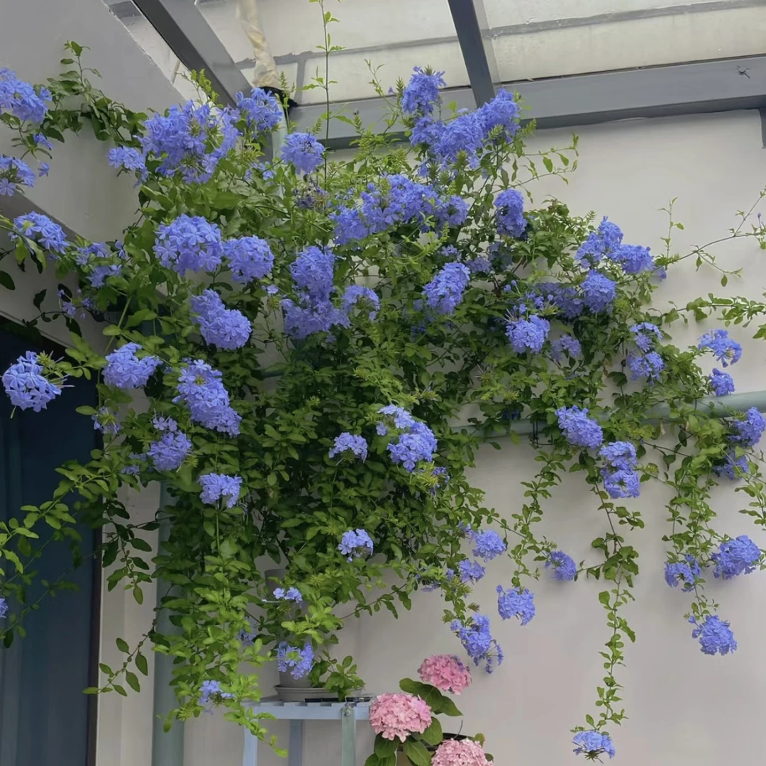 蓝雪花 【1加仑盆】栽庭院阳台新手易养护爆花强植物