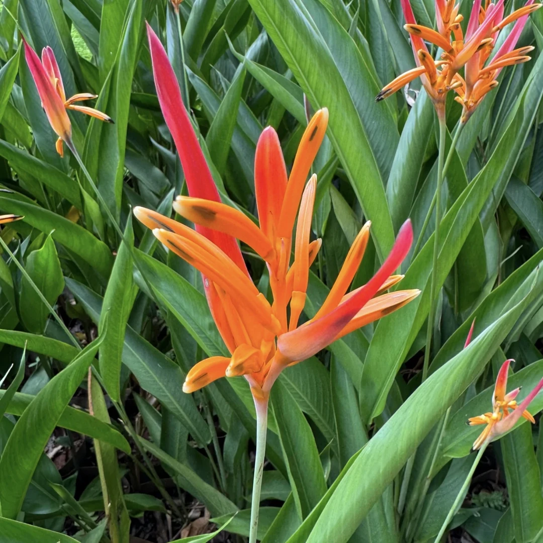 蝎尾蕉绿植盆栽开花室内易养护阳台庭院