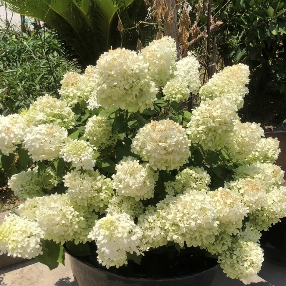 石灰灯圆锥绣球绣球花盆栽庭院阳台新手易养护喜水植物