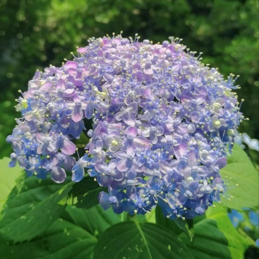 有松180盆绣球花盆栽庭院阳台新手易养护喜水植物
