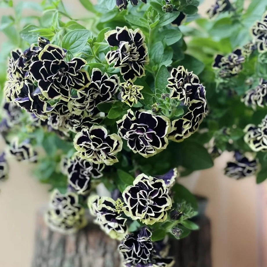 【黑珍珠】矮牵牛丛生盆栽庭院阳台爆花强花卉新手易养护