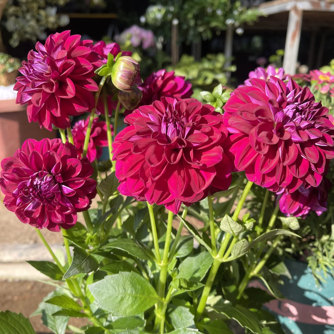 大丽花【红色奔跑】盆栽大花型花卉四季开花阳台庭院观花植物