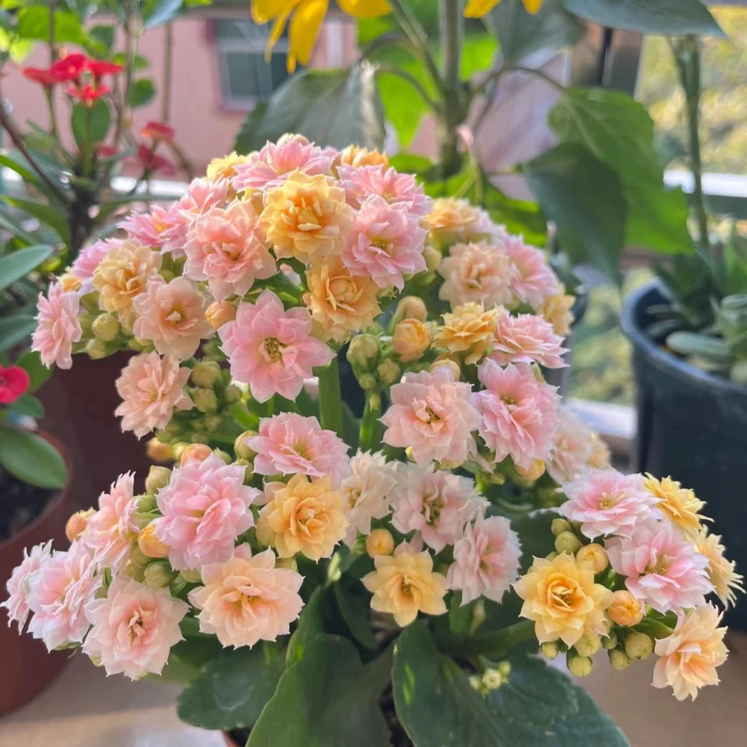 长寿花【不选颜色】栽花卉庭院阳台新手易养护懒人植物