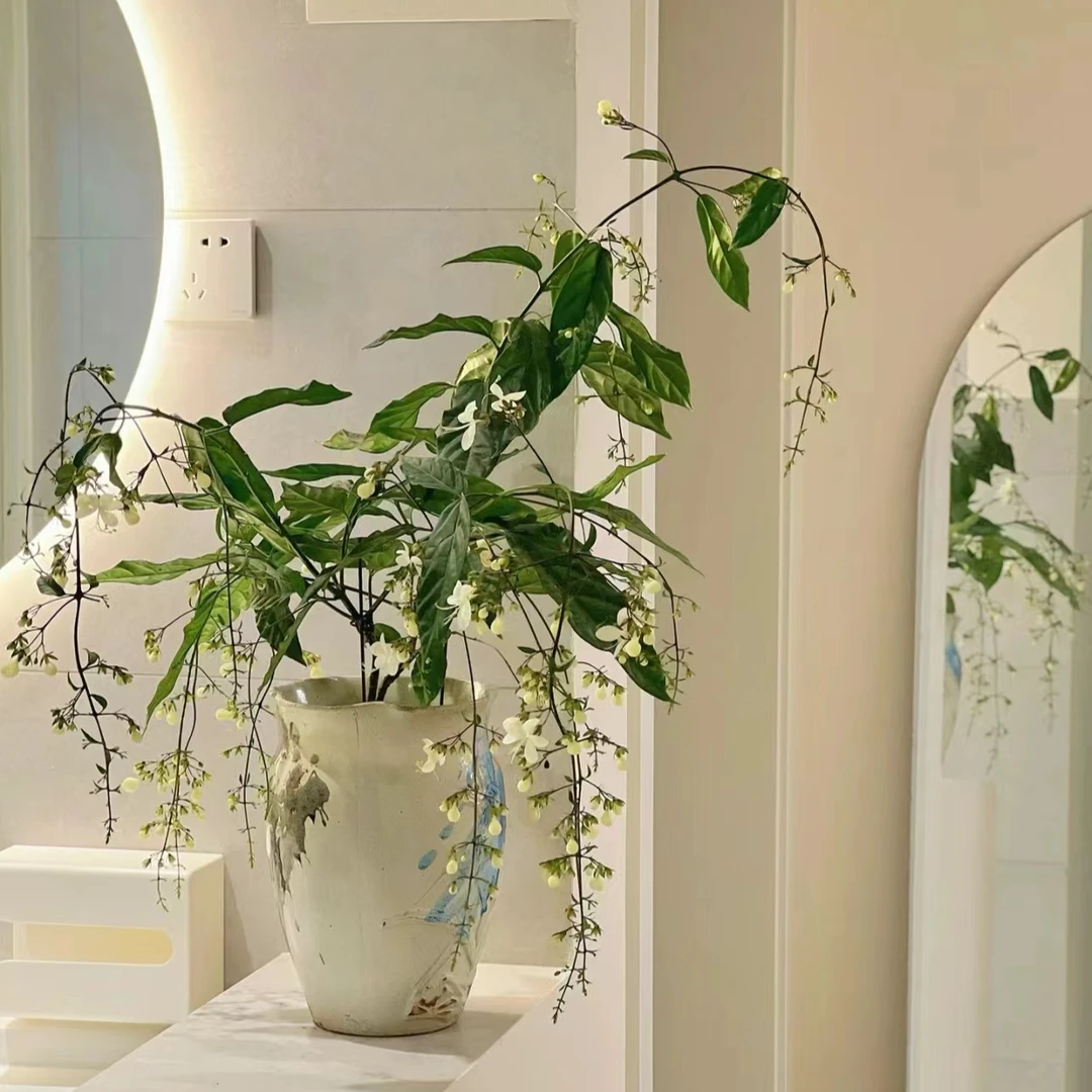 垂丝茉莉盆栽花丝长室内白色仙气飘飘新手易养护下单发货快