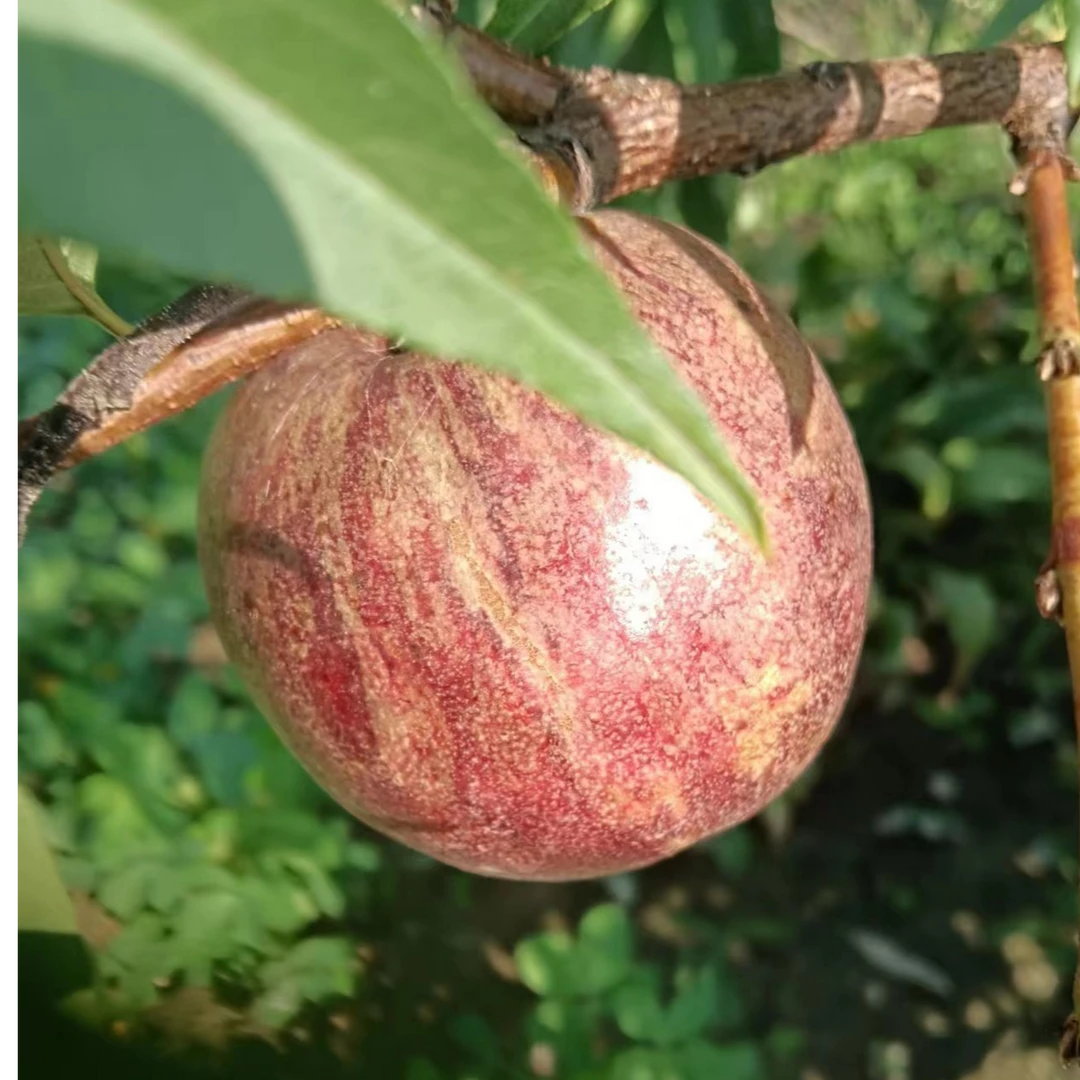 酸酸甜甜过夏天弈茗斋紫桃二分酸八分熟 现摘现发新鲜有保障