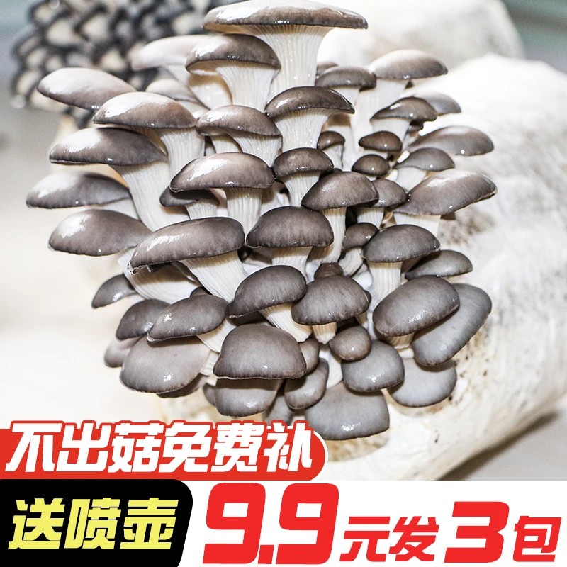 【买一发三】蘑菇菌包菌种种植包家庭室内家种菌棒好养喷水就长