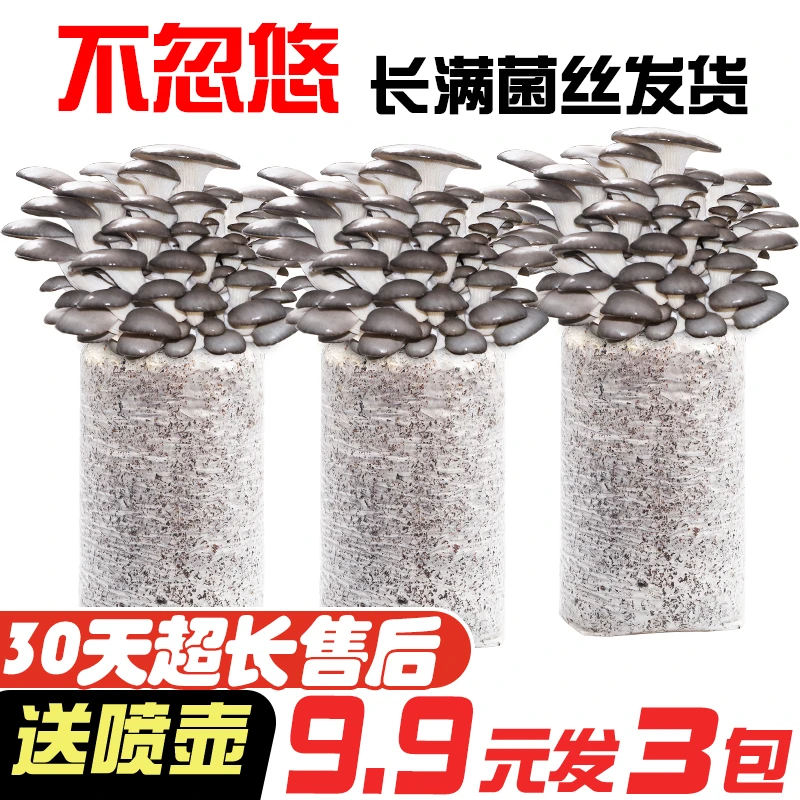 发三包蘑菇菌包菌种种植包家种室内菌菇包食用菌菌棒喷水就长简单
