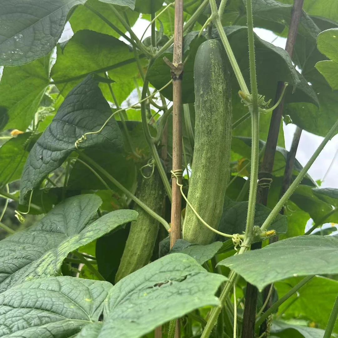 湖北恩施高山黄瓜蔬菜农家菜生吃农家自留老品种黄瓜新鲜嫩黄瓜