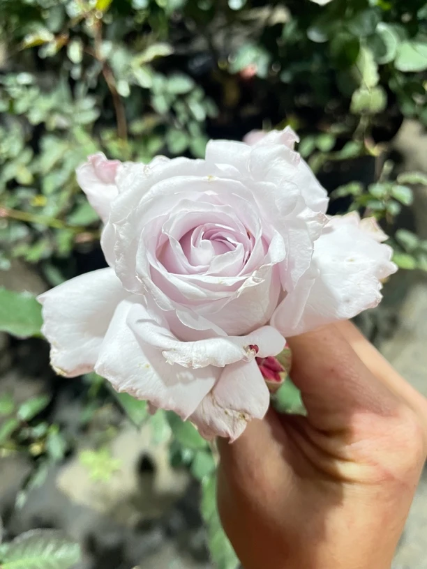 新品紫玫瑰浓香型月季