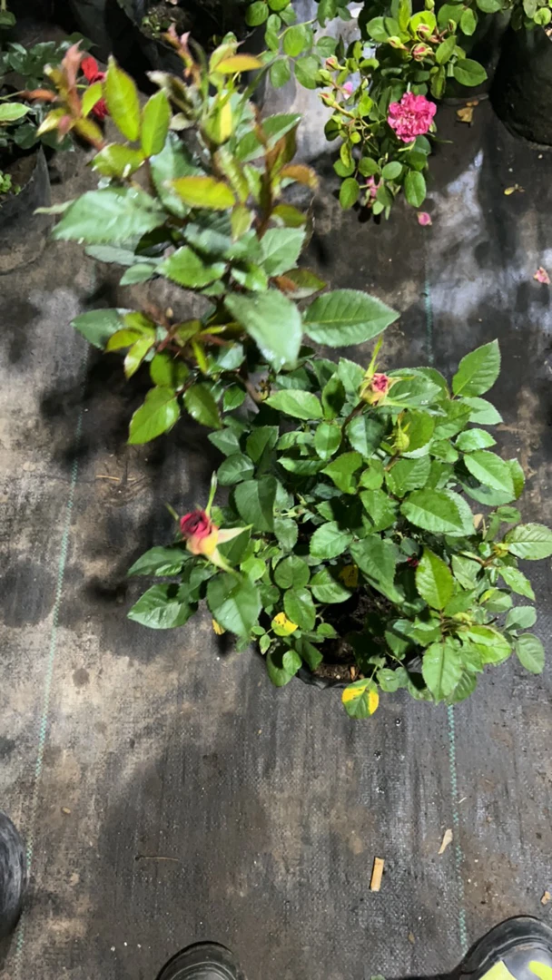 紫罗兰，流星雨变异灌木月季