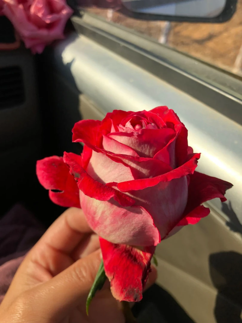 月季品种—差价专用链接，请勿乱拍