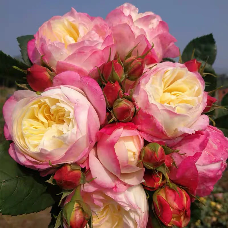 和室月季精品一个