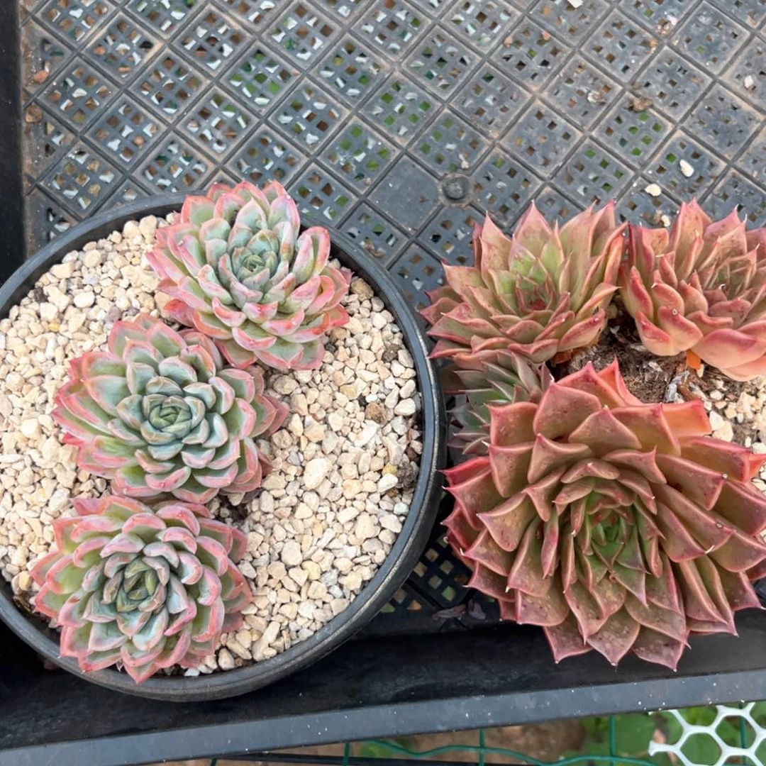 专拍链接多肉精品老桩子