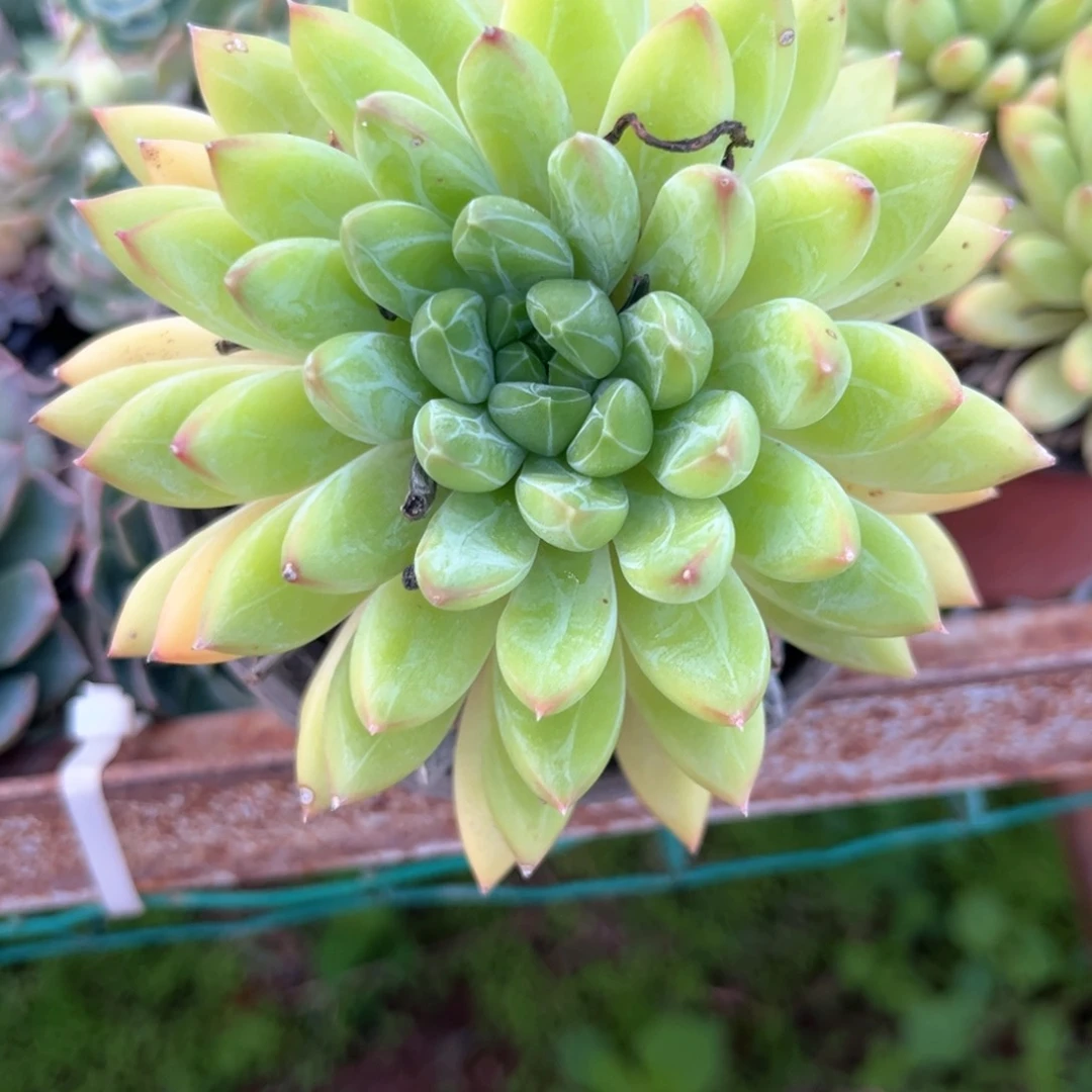 甲骨文单头（38包邮偏远地区128包邮