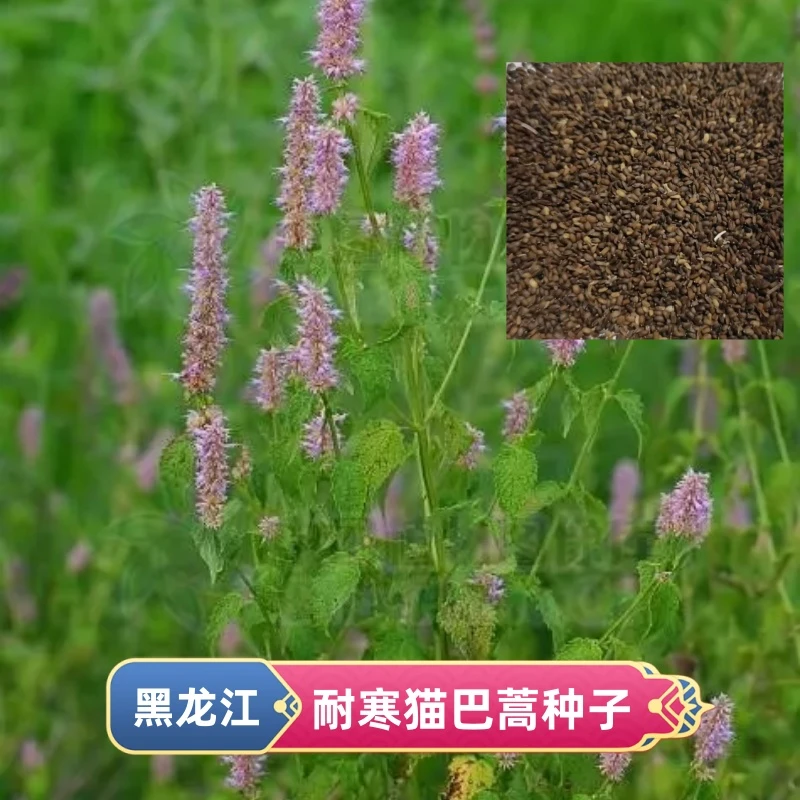 东北耐寒猫巴蒿种子排香草种子猫巴蒿拉拉香种子野苏子种子