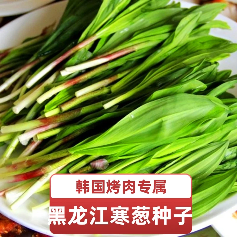 寒葱种子山葱种子韩葱种子熊葱茖葱鹿耳韭行者南北庭院阳台种植