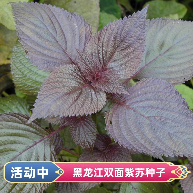 东北耐寒紫苏种子大叶盆栽可食用苏子紫苏叶籽菜蔬菜苏子种子
