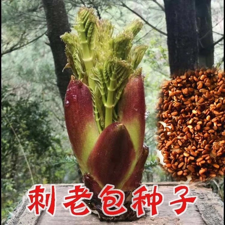 乌龙头黑龙江刺老芽种子刺嫩芽种子刺老包种子刺龙芽种子刺老包