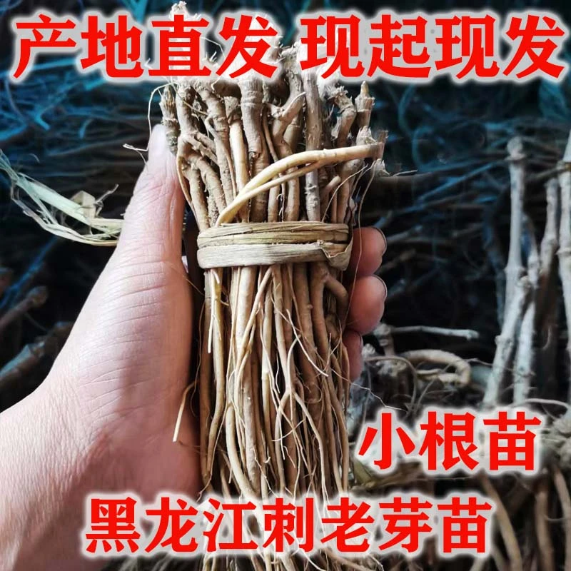 100棵黑龙江刺老芽苗刺嫩芽苗刺老包苗刺老芽树苗刺嫩芽树苗