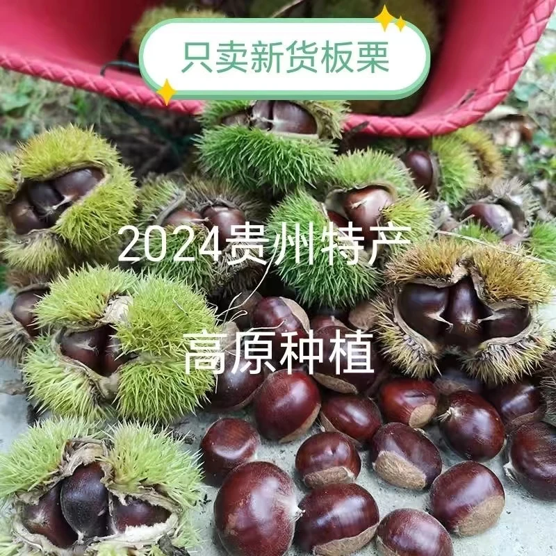 贵州2024高山老树板栗板栗子新鲜采摘新鲜板栗5斤