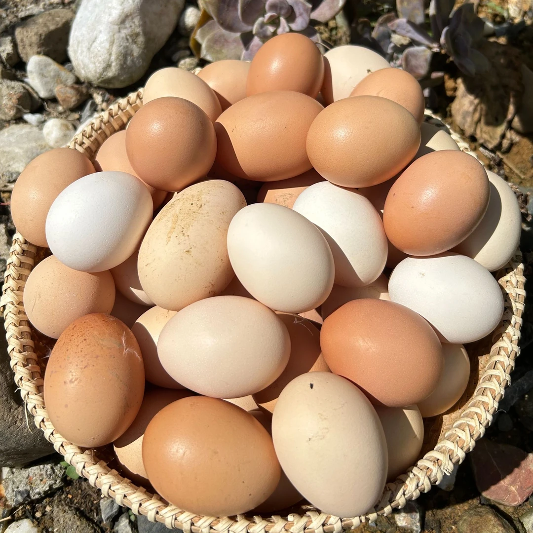 广东清远阳山农村散养土鸡蛋健康鸡蛋