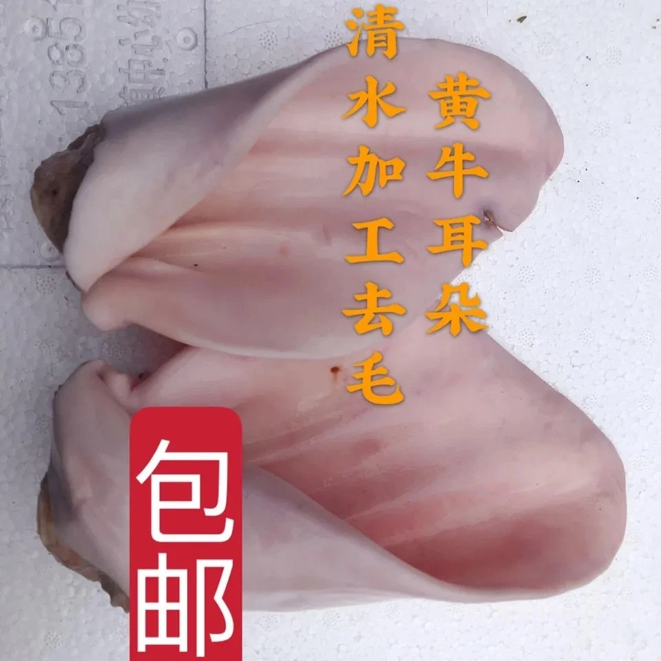 新鲜黄牛耳人工去毛牛耳朵清水加工1只3两左右 冷冻牛杂