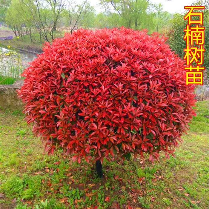 红叶石楠树苗庭院绿化石楠小苗红叶石楠球四季青绿篱植物