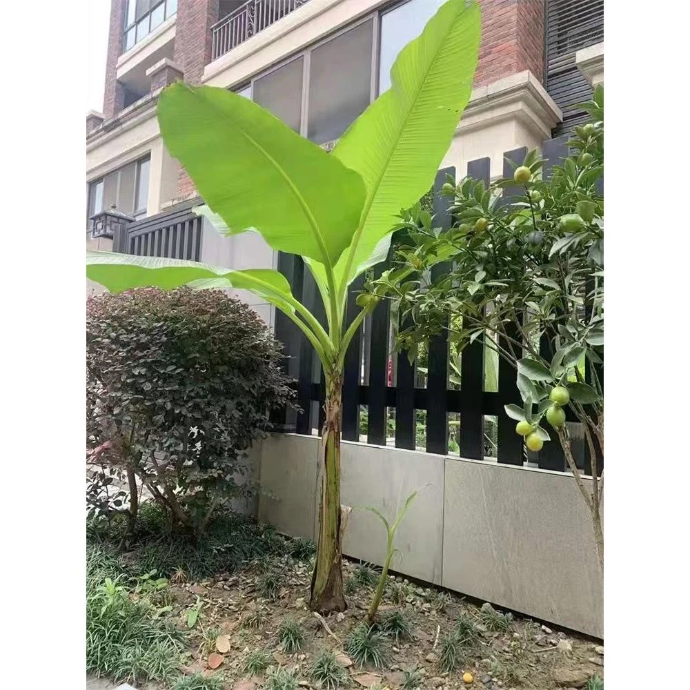 庭院大型绿植花卉芭蕉苗北方耐寒观赏芭蕉树苗盆栽大叶植物
