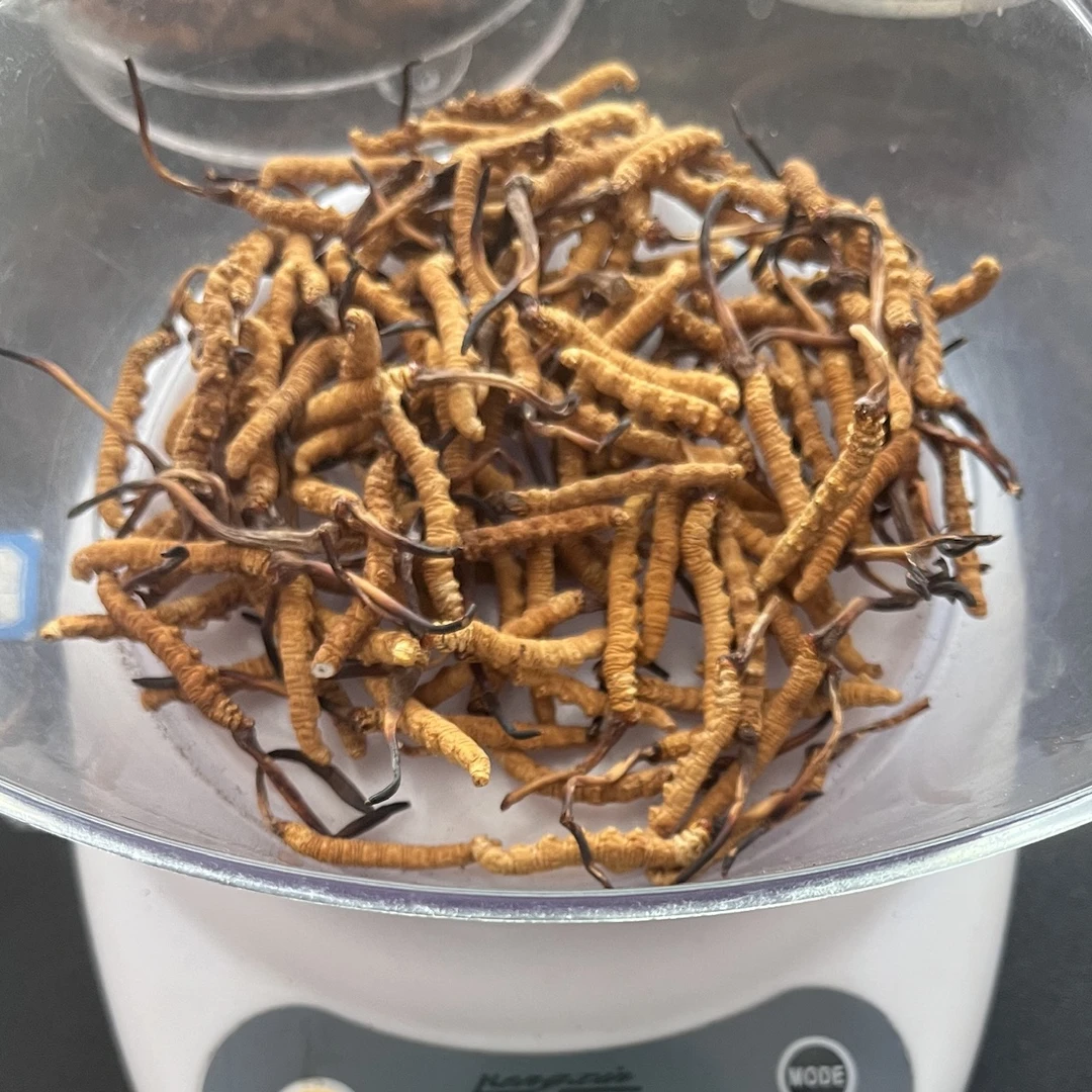 【尚品阁】精品～那曲小黄芽短把子虫草～4根1克