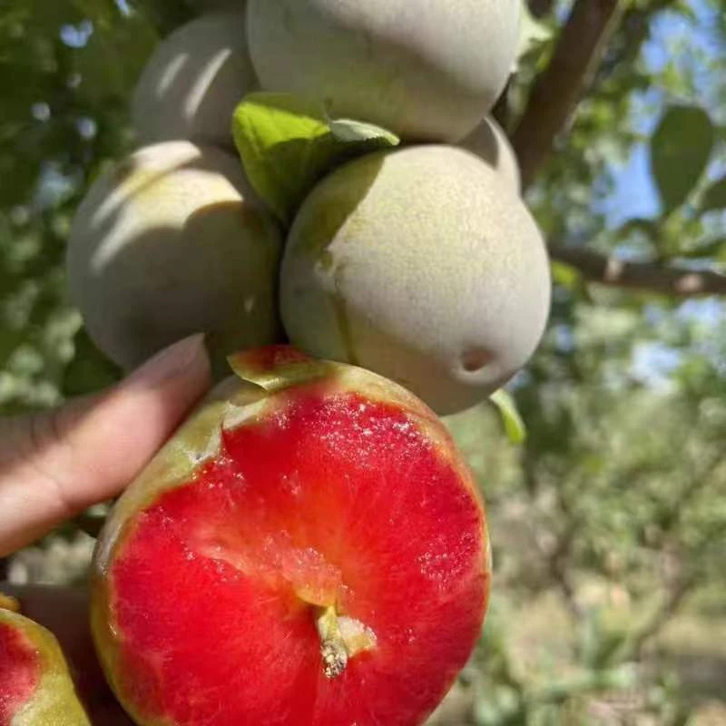 新疆恐龙蛋买三斤送一斤包邮4斤装包邮(新疆西藏内蒙除外)