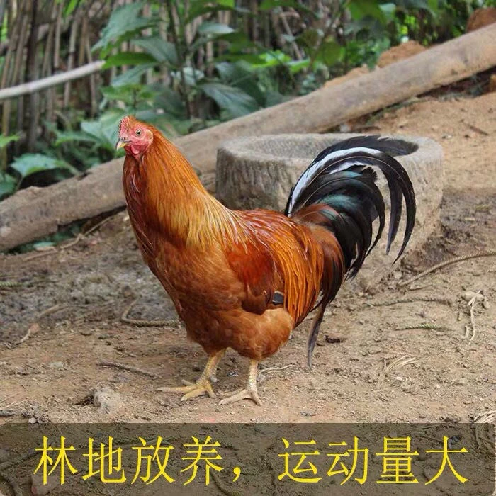 【称重改价】散养六个月新鲜现宰土阉鸡 土鸡 猪肚鸡 椰子鸡 火锅鸡