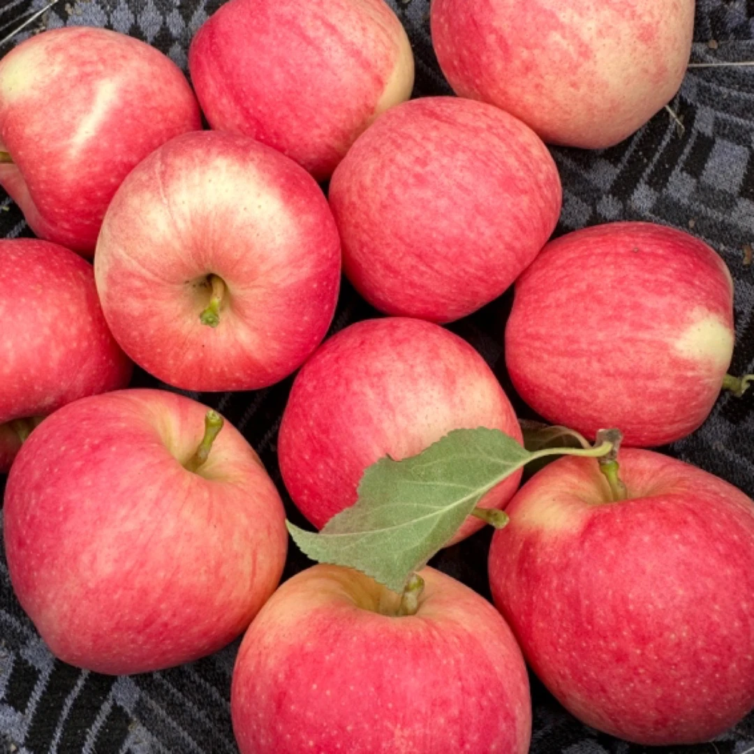 24年甘肃静宁苹果新鲜脆甜产地直发